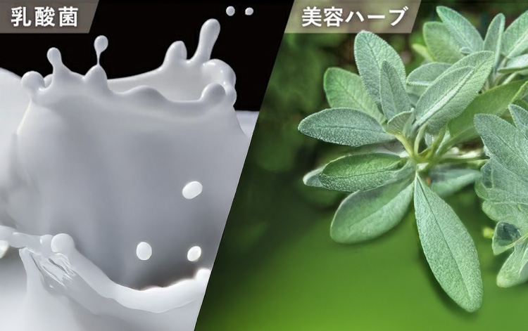 乳酸菌・美容ハーブ