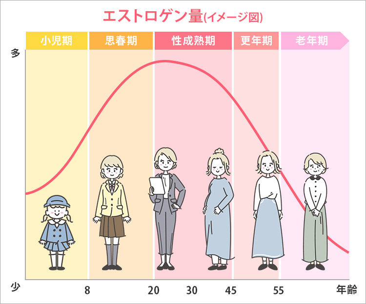 エストロゲン量(イメージ図)